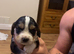 Cocker spaniel puppies