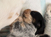 Show cocker puppies