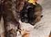 Miniature Dachshund Puppies