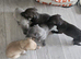 Whippet X Italian greyhound
