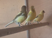 Fife canaries