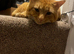 3 years old ginger Tom - neutered