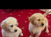 Golden retriever puppies