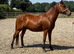 Registered newforest 4 year old gelding