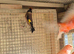 Gold finch