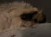 Female guinea pig