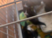 4 beautiful little kittens