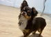 russian line male chihuahua