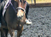 15h 18yr old mare