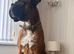 STUNNING KC REGISTERED STUD DOG AVAILABLE