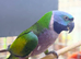 Derbyan Parakeet