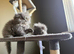 Lovely Persian kittens