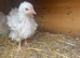 2 frizzle bantams