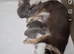 Long haired Chihuahuas