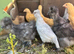 PURE LAVENDER COCKEREL
