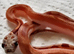 Extreme pied and high white pied sided corn snakes cb26