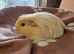 Coronet baby girl guinea pigs