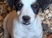 Pure Jack Russell