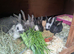 Yurvac vaccinated purebred baby English rabbits - ready now!