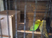 pair of green show budgies