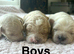 6 adorable cockapoo boys available to leave us from 13th July