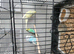 Breeding pairs of budgies