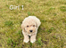 Adorable cockapoo puppies for sale