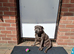 Blue Staffordshire Bull Terrier