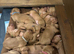 Beautiful Smooth-Haired Hungarian Vizsla Puppies