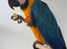 blue and gold macaw parrot