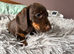 4 female dachshunds