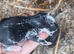 Lionhead breed babies