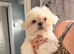 4 beautiful Shih Tzu male Pups