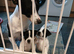 2 Jack Russell boys 7 week old pups