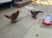 Frizzle Bantam Chicks