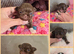 Gorgeous quality chocolate chihuahua longcoats
