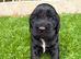 4 showtype cocker spaniel puppies