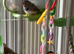 Pair of zebra finches