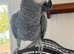 African Grey Parrot with cage