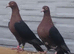 Gimple rare colour racing pigeons