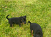 Jack Russell puppies