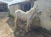Sale or swap stunning tgca cob filly