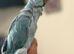 South west parrot rescue
