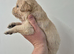 KC Registered Golden Retrievers- DNA Health Tested