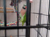Pickle the the mustache parakeet and his cage