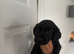 Labrador puppies reduced!!