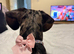 Lola