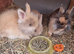 Beautiful little dwarf cross baby rabbits
