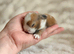 Mini Lops