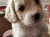 Cockerpoo